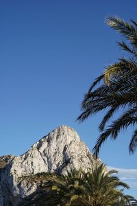 Low angle view of palm tree against clear blue sky