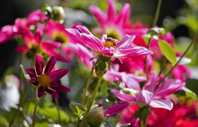 Close-up of pink flowering plant
