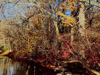 Reflection of trees in water