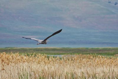 Bird flying above plants on field