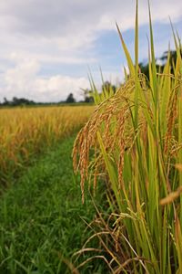 Crops growing on field against sky