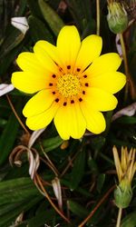 Close-up of yellow flower
