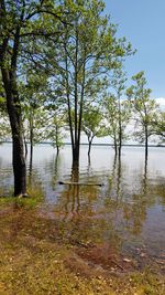 Trees by lake in forest against sky
