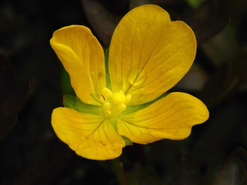 Close-up of yellow flower blooming outdoors