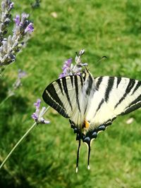 Close-up of butterfly on purple flower