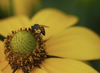 Close-up of insect on yellow flower