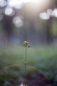 Close-up of insect on flower against blurred background