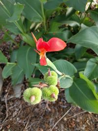 Close-up of red flower