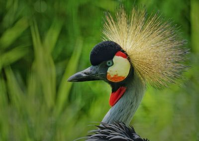 bird