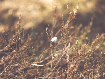 Plants growing in the background