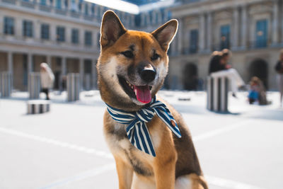 Portrait of dog sticking out tongue in city