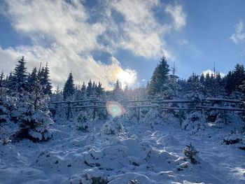 Snow covered land and trees against sky