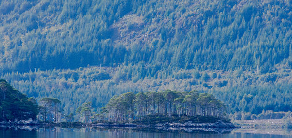 Panoramic view of trees against sky