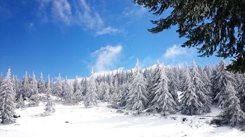 Pine trees on snow covered land against sky