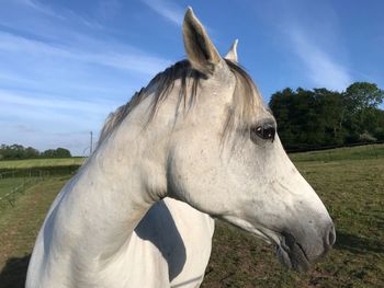 Close-up of horse on field against sky