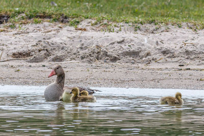 Ducks swimming in lake