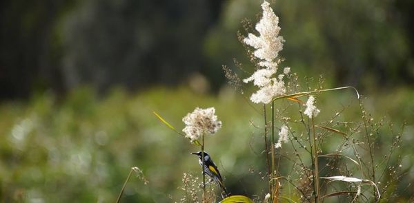 Close-up of insect on flower