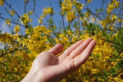 Close-up of hand holding yellow plant