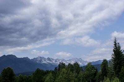 Trees in forest against sky