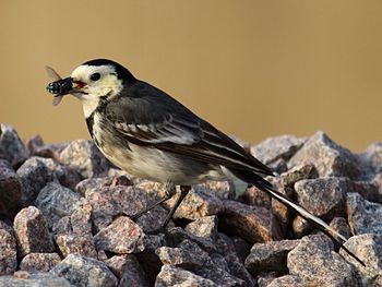 Close-up of bird perching on rock