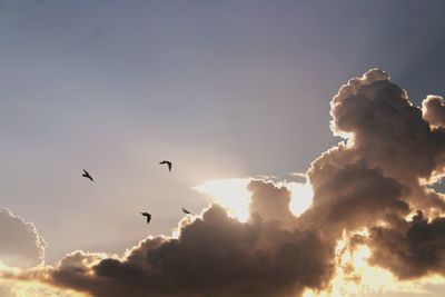 Wlow angle view of birds flying in sky