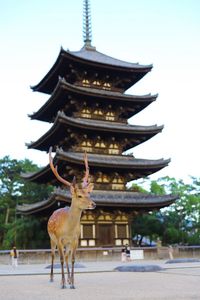 Low angle view of deer on building against sky