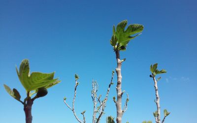 Low angle view of new leaves growing on plants