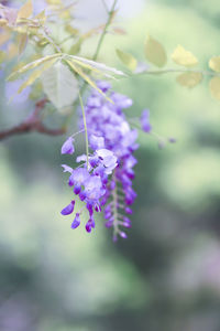 Close-up of purple flowers on branch