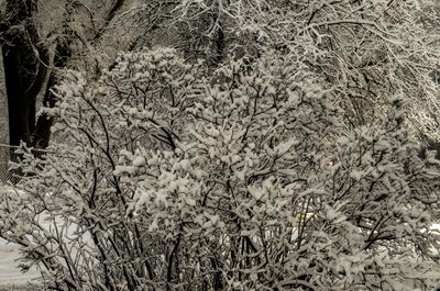 Full frame shot of frozen trees on field