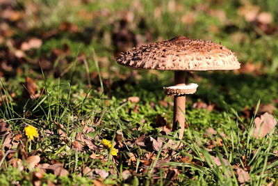 Close-up of mushroom on field