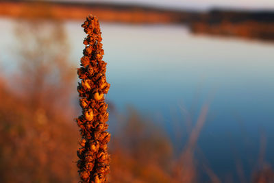 Close-up of orange plant against lake during sunset
