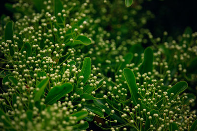 Close-up of fresh green plants