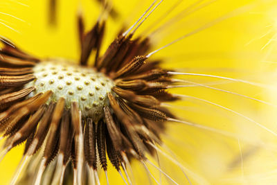 Close-up of dandelion flower