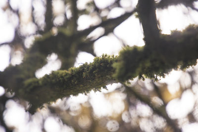 Close-up of leaves on tree