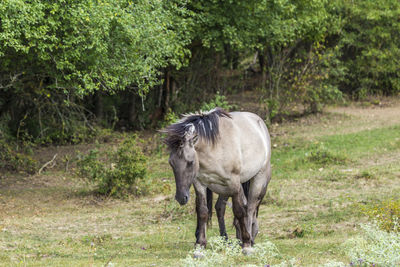 Horse in a field