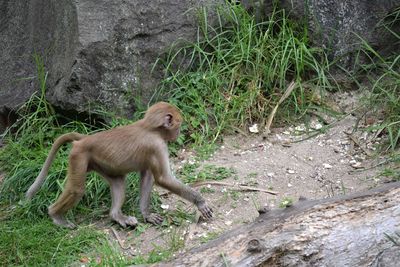 Monkey on grass