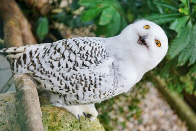 Close-up of white bird perching on rock