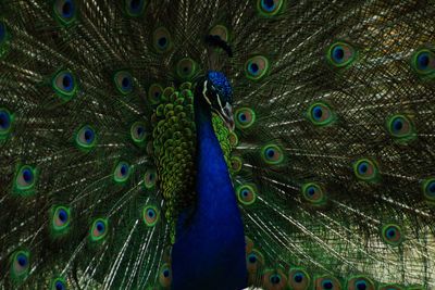 Close-up of peacock