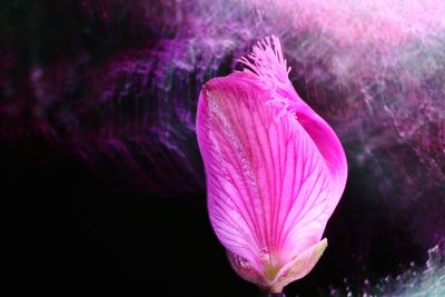 Close-up of purple crocus flower