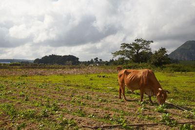 Horse grazing on field against sky