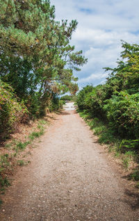 Empty road along trees and plants