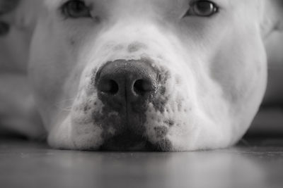 Close-up portrait of a dog