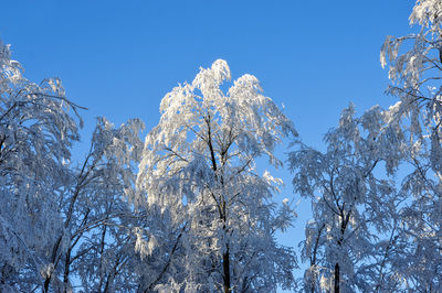 Low angle view of snow covered trees against clear blue sky