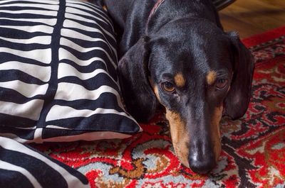 Close-up of dog lying on sofa