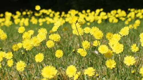 Close-up of fresh yellow flowers