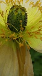 Close-up of yellow flower