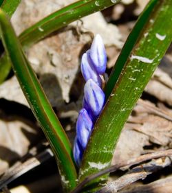 Close-up of water drops on purple crocus flower