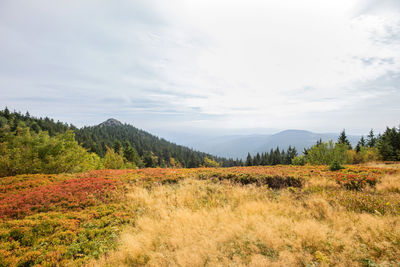 Scenic view of field against sky