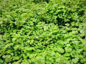 Full frame shot of green leaves