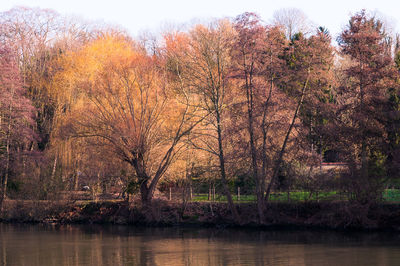 Reflection of trees in pond